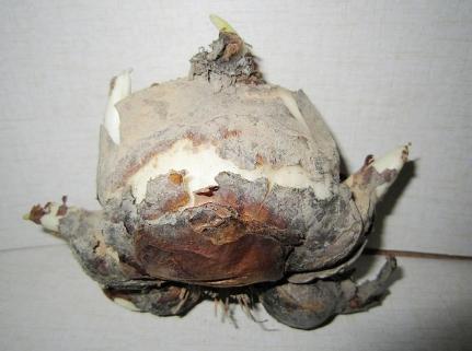 水仙种球是水培还是土培好,水仙种球什么时间上盆