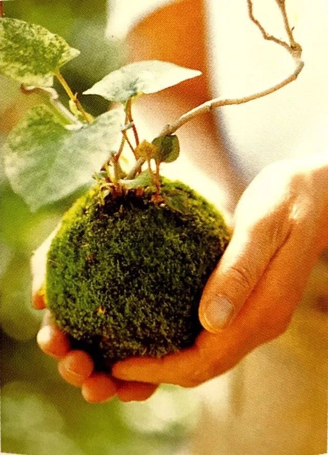 苔藓不好养?来,练好苔藓“四要诀”,再养不活你来找台长!