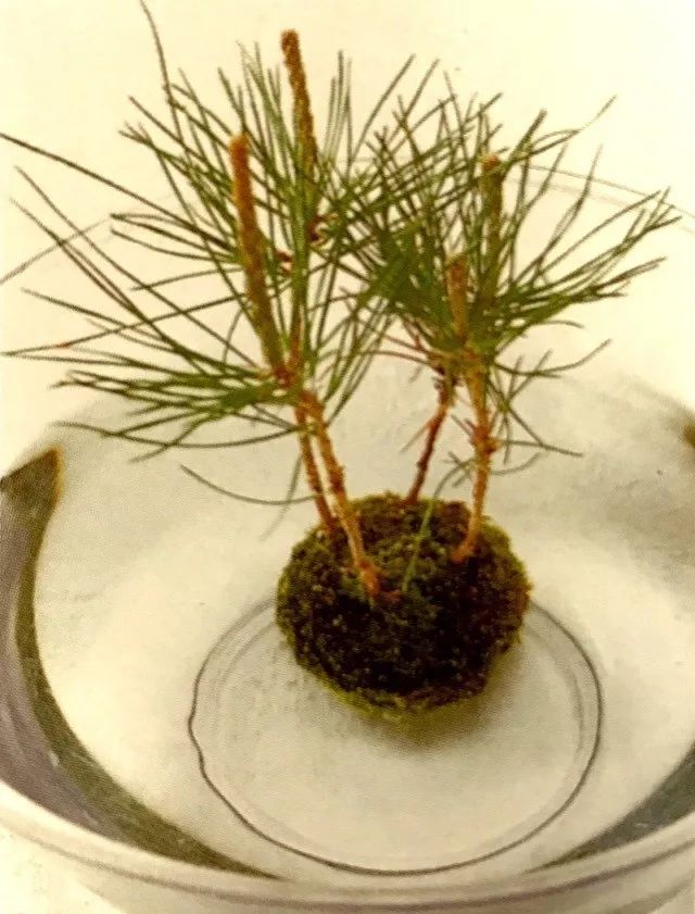 苔藓不好养?来,练好苔藓“四要诀”,再养不活你来找台长!