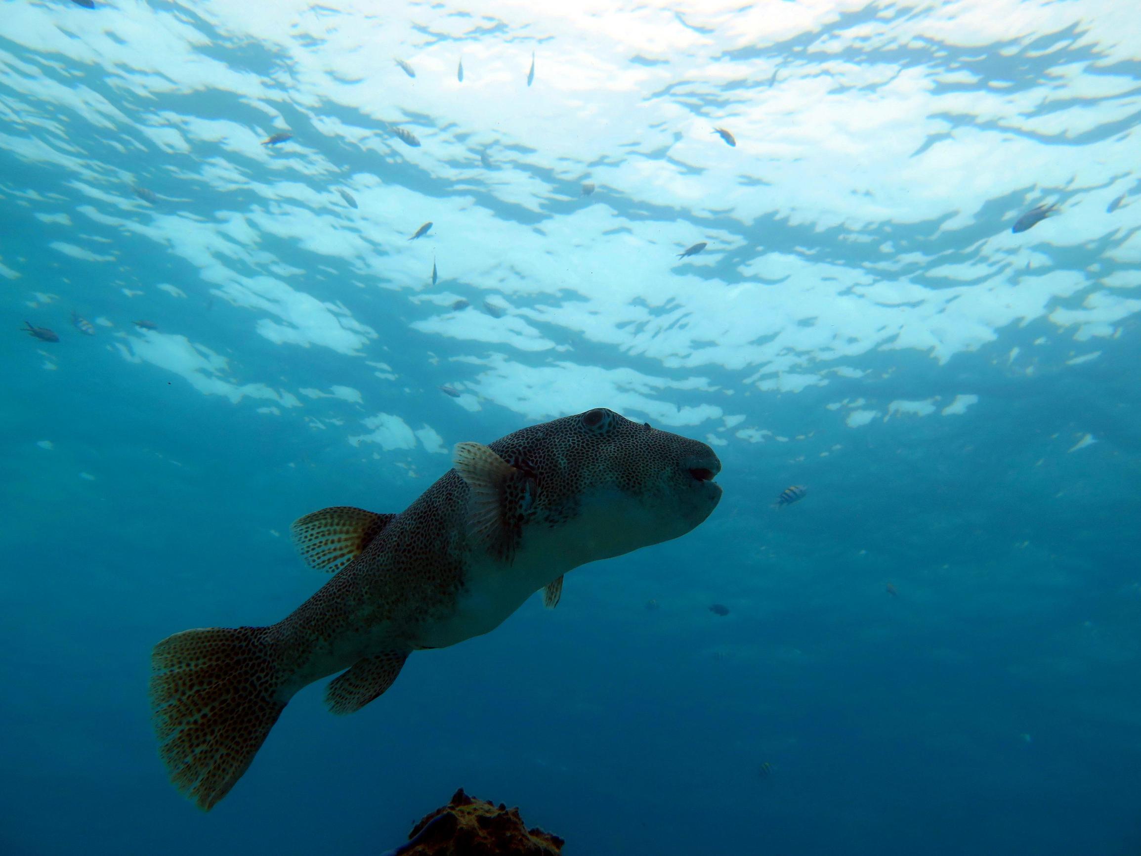 普吉岛7月潜水,泰国普吉岛潜水怎么样拍照好看