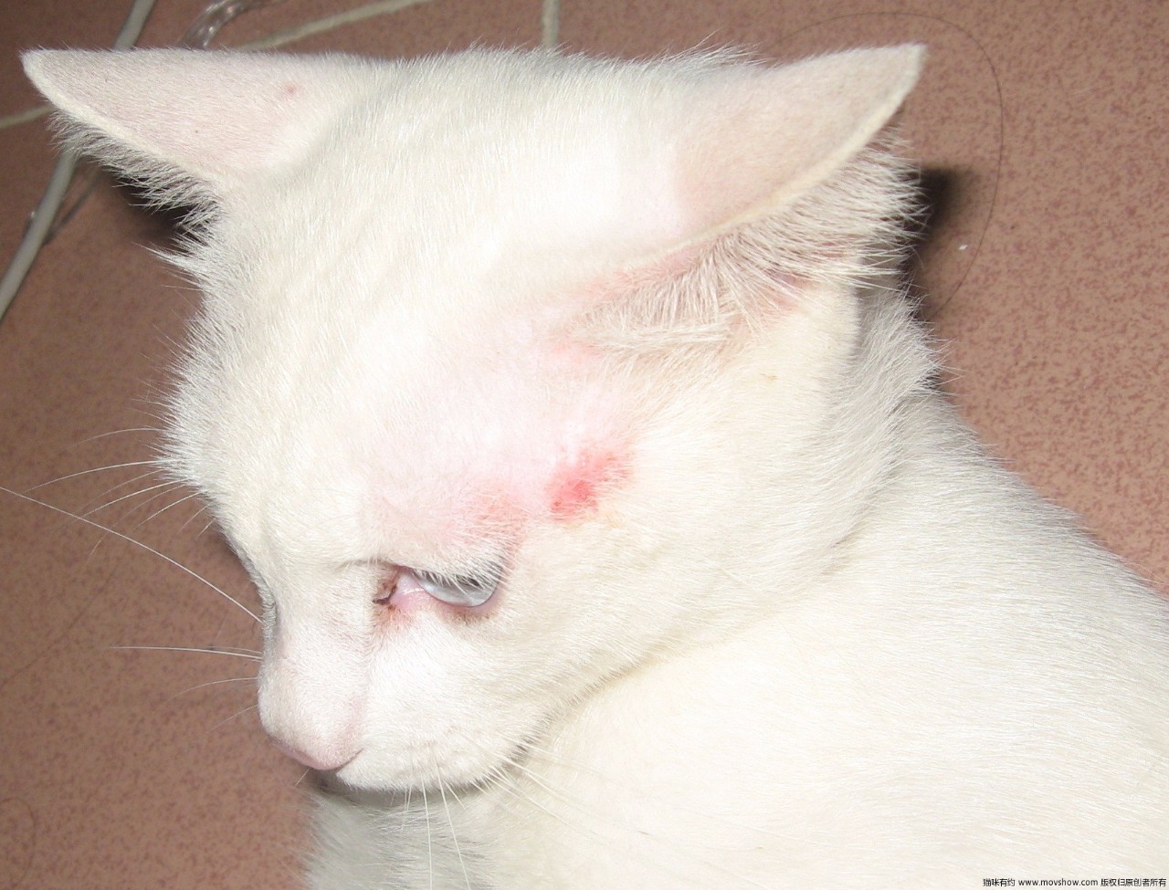 猫咪生病了怎么办?看这篇内容就够了