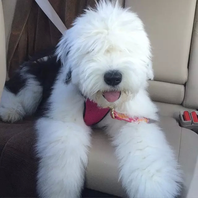 原来古牧就是这么拼出来的,难怪人们这么喜欢它!