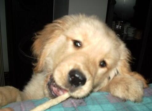 家有萌宠乖狗狗,家有乖巧宠物狗狗乐趣多