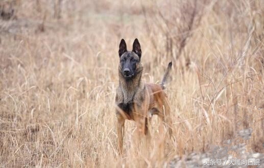 马犬身上为什么臭怎么解决,马犬体臭是什么原因