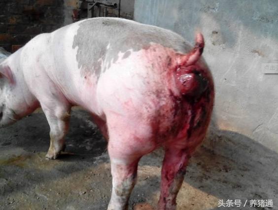 猪脱肛该怎么预防,猪脱肛缝合之后拉不出屎怎么处理