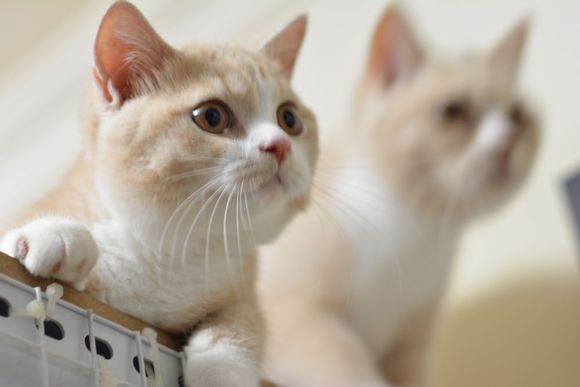 英短乳白猫重点色,英短灰白猫丁香色