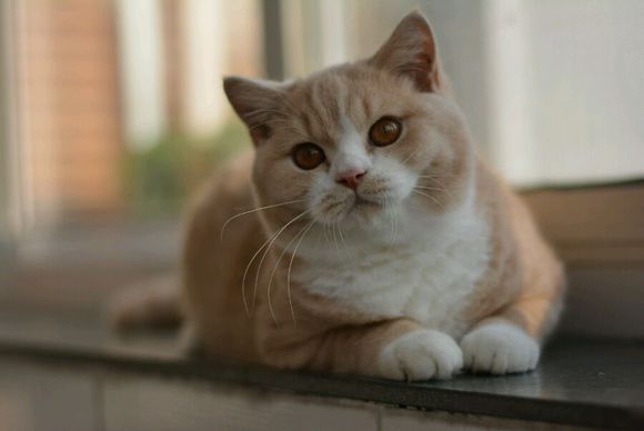 英短乳白猫重点色,英短灰白猫丁香色