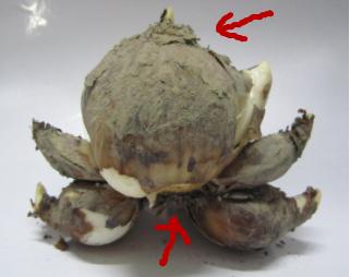 水仙种球是水培还是土培好,水仙种球什么时间上盆