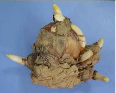 水仙种球是水培还是土培好,水仙种球什么时间上盆