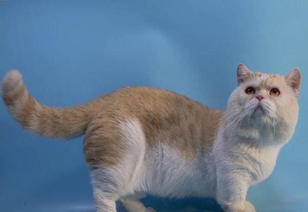 英短乳白猫重点色,英短灰白猫丁香色