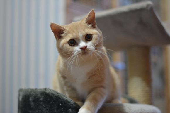 英短乳白猫重点色,英短灰白猫丁香色