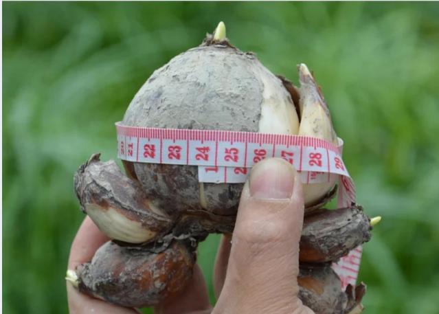 水仙种球是水培还是土培好,水仙种球什么时间上盆