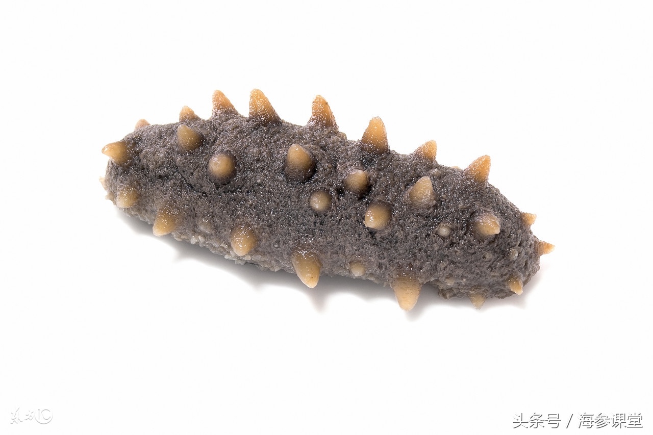 即食海参和自己泡发海参哪个好,海参蒸蛋海参泡发的正确方法