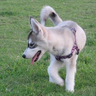 家有萌宠训犬日常,家有萌宠乖狗狗