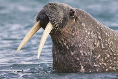 海狮海豹海象三者怎么区分,怎样才能分清海狮海豹海象