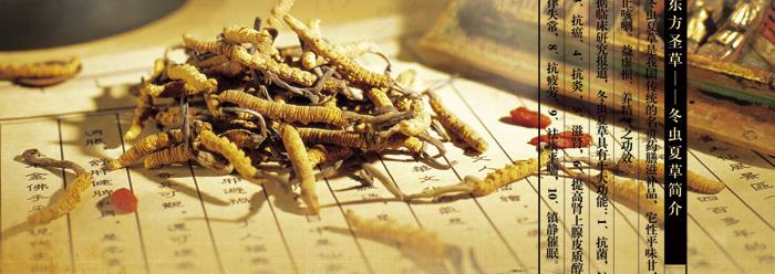 青海老妈妈讲给你听:冬虫夏草十大功效!很实用!