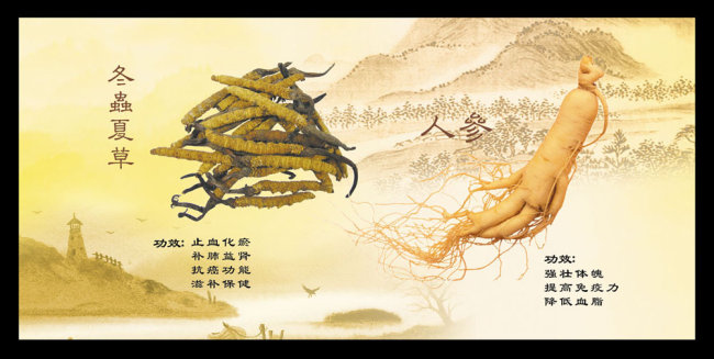 青海老妈妈讲给你听:冬虫夏草十大功效!很实用!