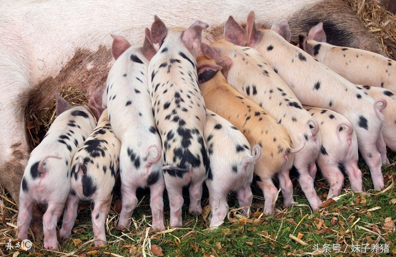 猪场高温猪会发烧吗,养猪技术猪发热怎么办