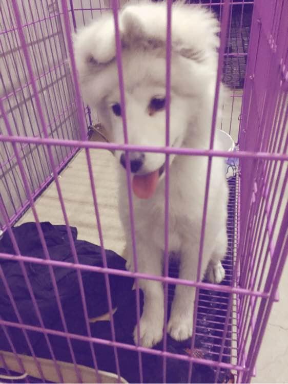 萨摩耶长大会变丑还是变好看,长的很难看的萨摩耶