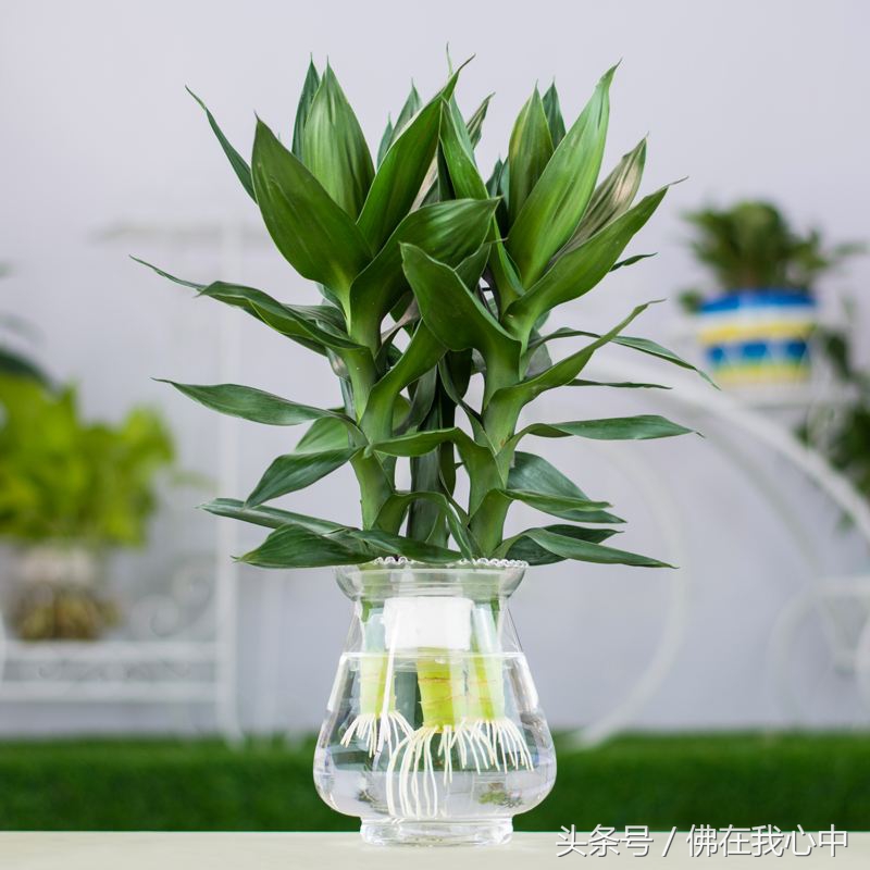 除了富贵竹还有什么适合懒人,除了竹子还有哪个绿植好养