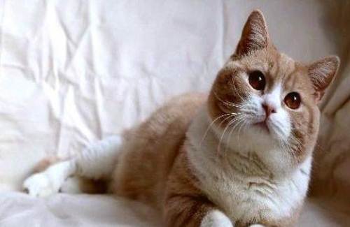 英短乳白猫重点色,英短灰白猫丁香色