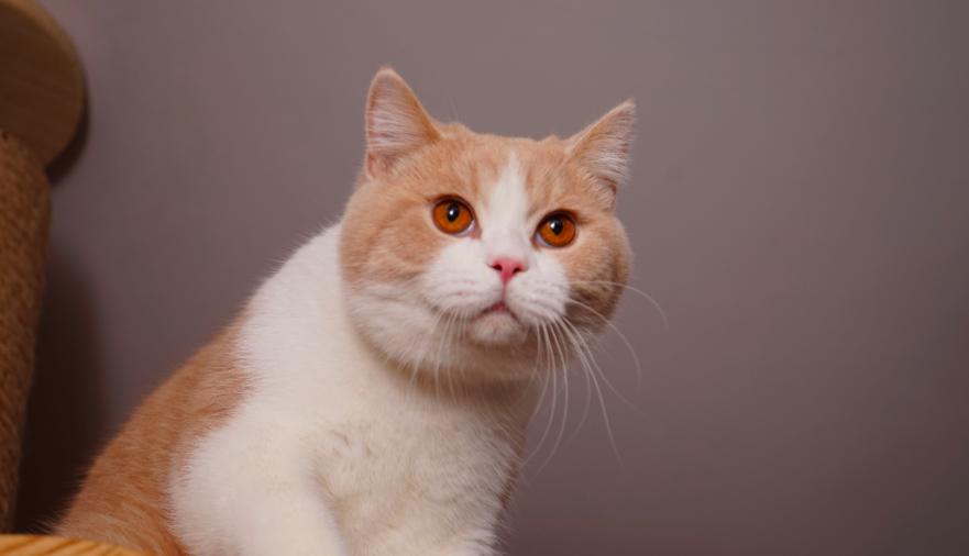 英短乳白猫重点色,英短灰白猫丁香色