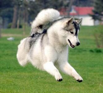 家有萌宠训犬日常,家有萌宠乖狗狗