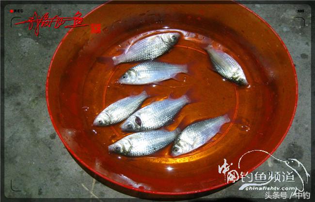 鱼口稀什么意思,鱼口又轻又慢