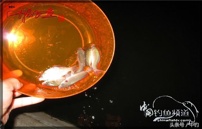 鱼口稀什么意思,鱼口又轻又慢