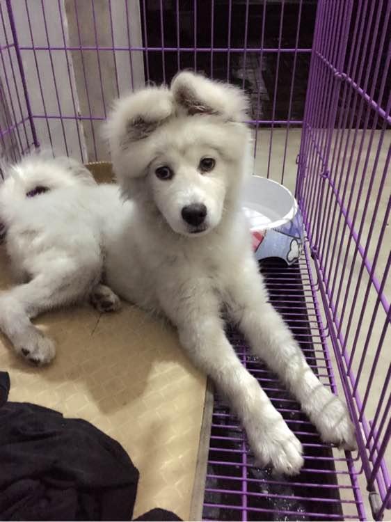 萨摩耶长大会变丑还是变好看,长的很难看的萨摩耶