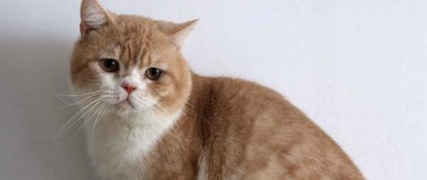 英短乳白猫重点色,英短灰白猫丁香色