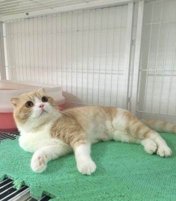 英短乳白猫重点色,英短灰白猫丁香色