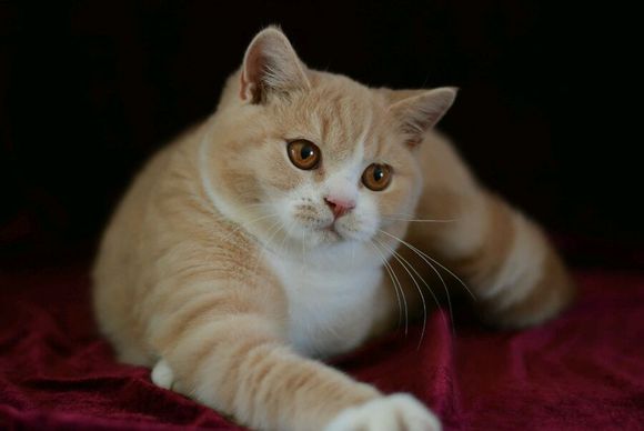 英短乳白猫重点色,英短灰白猫丁香色