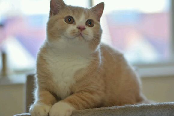 英短乳白猫重点色,英短灰白猫丁香色