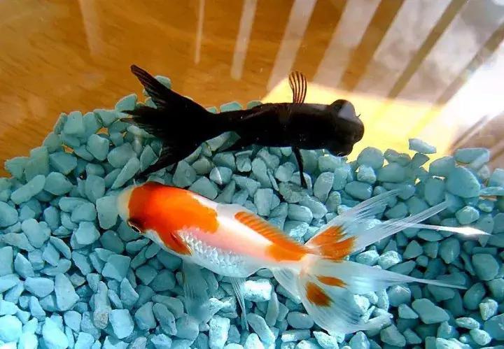 麦当劳肯德基用英语怎么说,麦当劳店面全部改名金拱门吗