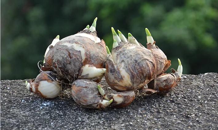 水仙种球是水培还是土培好,水仙种球什么时间上盆