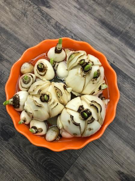 水仙种球是水培还是土培好,水仙种球什么时间上盆