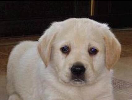 狗狗说三种语言,狗狗说三个字笑话