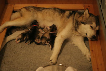 阿拉斯加幼犬吃什么补钙最好 (幼犬缺钙需要打针补钙吗)