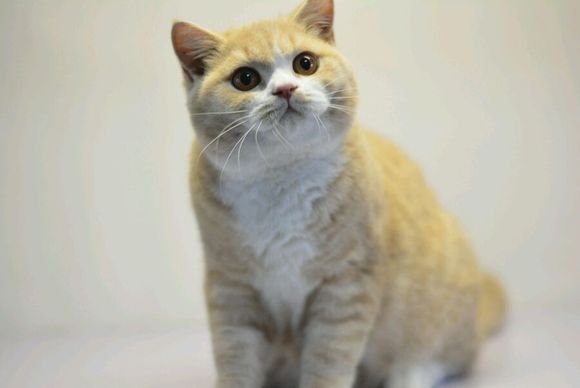 英短乳白猫重点色,英短灰白猫丁香色