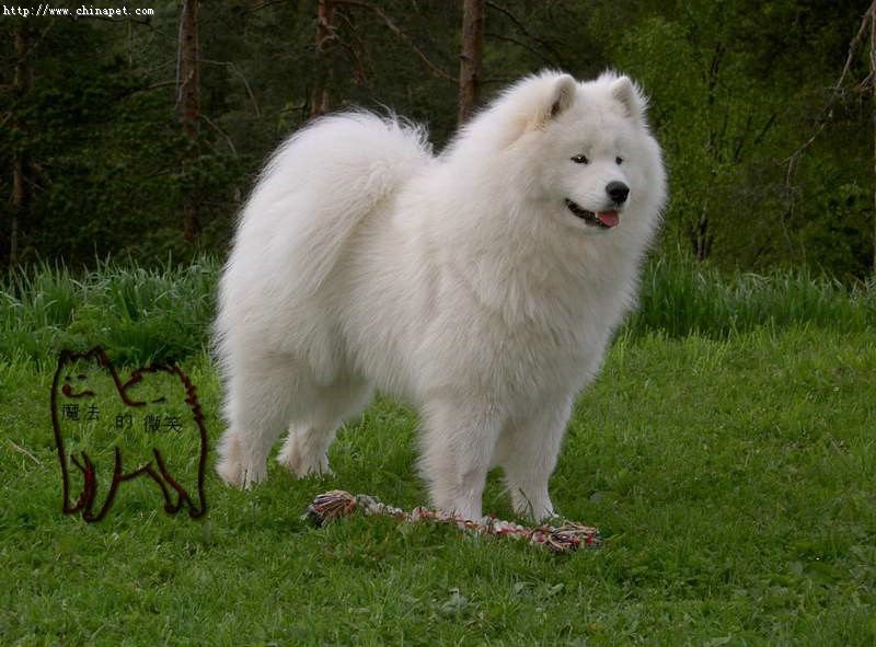 短腿的萨摩是什么品种,萨摩品种比较