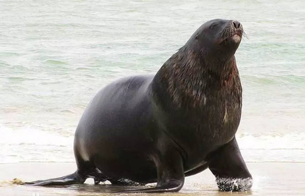 海狮海豹海象三者怎么区分,怎样才能分清海狮海豹海象