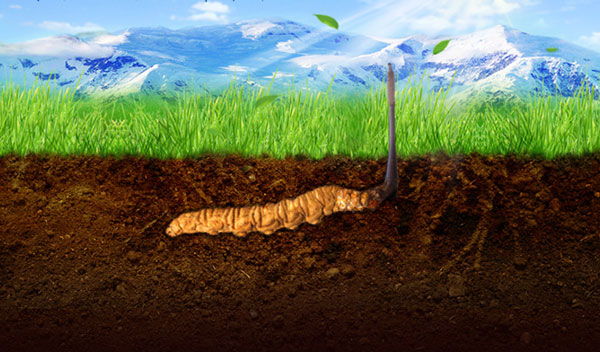 青海老妈妈讲给你听:冬虫夏草十大功效!很实用!