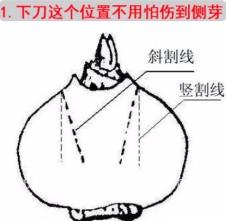 水仙种球是水培还是土培好,水仙种球什么时间上盆