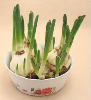 水仙种球是水培还是土培好,水仙种球什么时间上盆