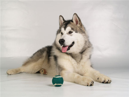 阿拉斯加幼犬吃什么补钙最好 (幼犬缺钙需要打针补钙吗)