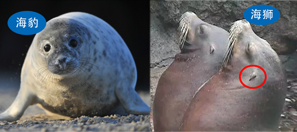 海狮海豹海象三者怎么区分,怎样才能分清海狮海豹海象