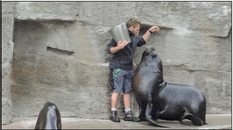 海狮海豹海象三者怎么区分,怎样才能分清海狮海豹海象