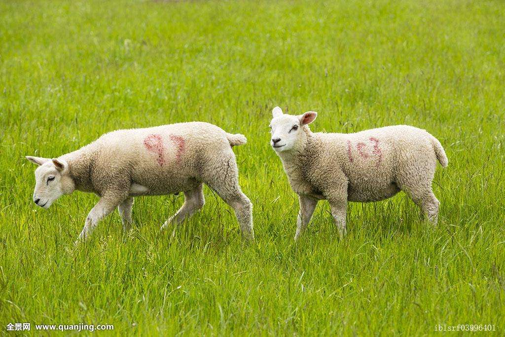 羊巴氏杆菌用什么药,猪巴氏杆菌病症状和治疗论文