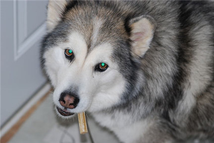 阿拉斯加幼犬吃什么补钙最好 (幼犬缺钙需要打针补钙吗)